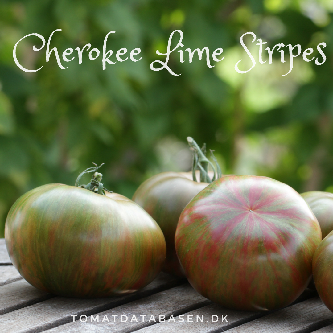 Cherokee Lime Stripes